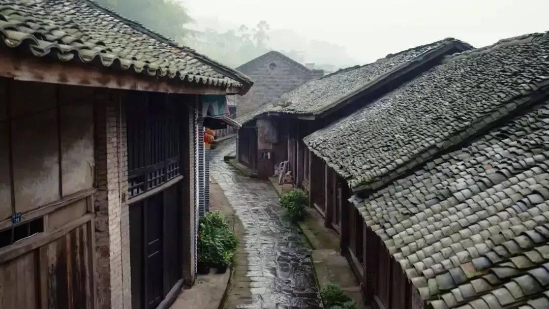疯狂的小猫
